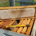 Harvesting Honey